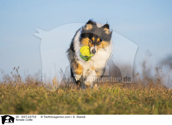 female Collie / SST-22703