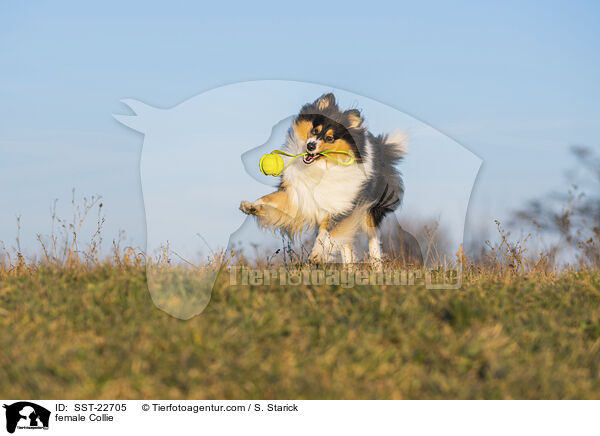 female Collie / SST-22705