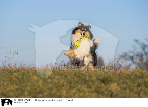 female Collie / SST-22706