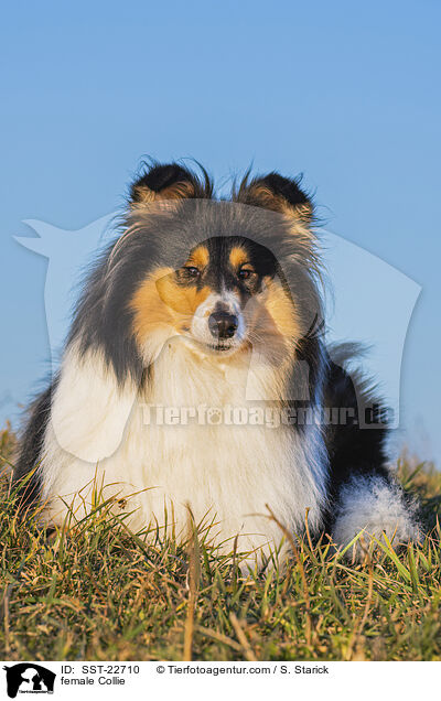 female Collie / SST-22710
