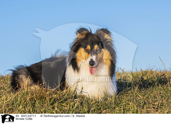 female Collie / SST-22711