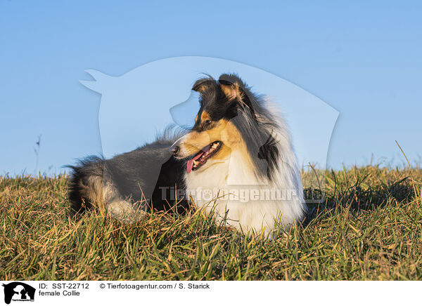female Collie / SST-22712