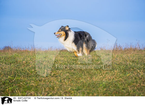 female Collie / SST-22734