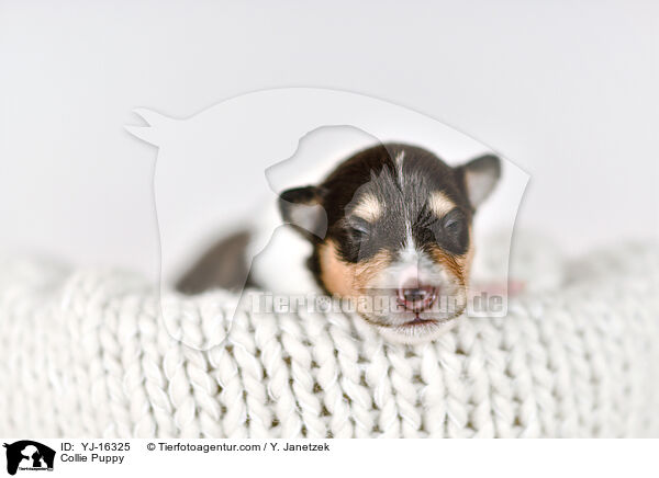 Collie Puppy / YJ-16325