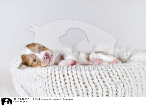 Collie Welpe / Collie Puppy / YJ-16337