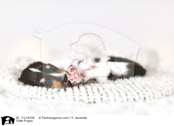 Collie Welpe / Collie Puppy / YJ-16339