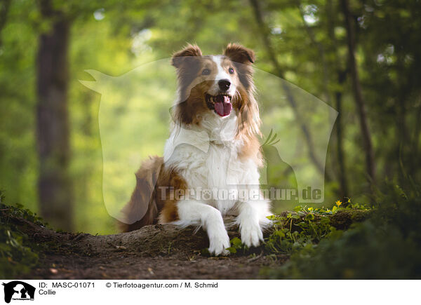 Collie / MASC-01071