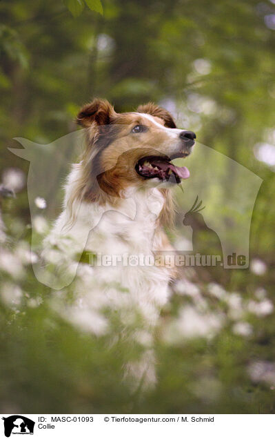 Collie / MASC-01093