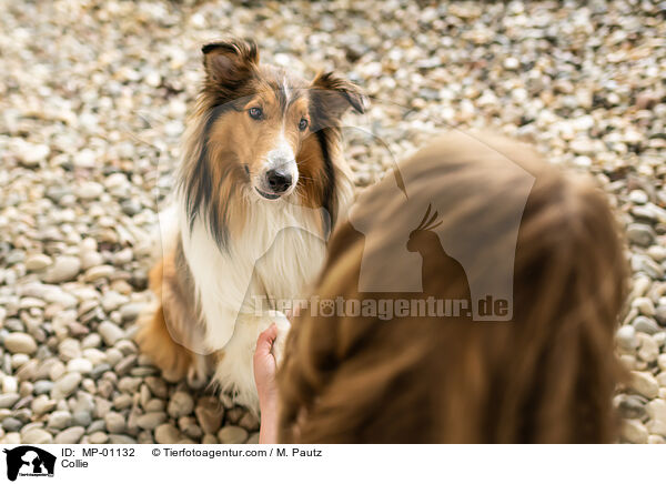 Collie / MP-01132