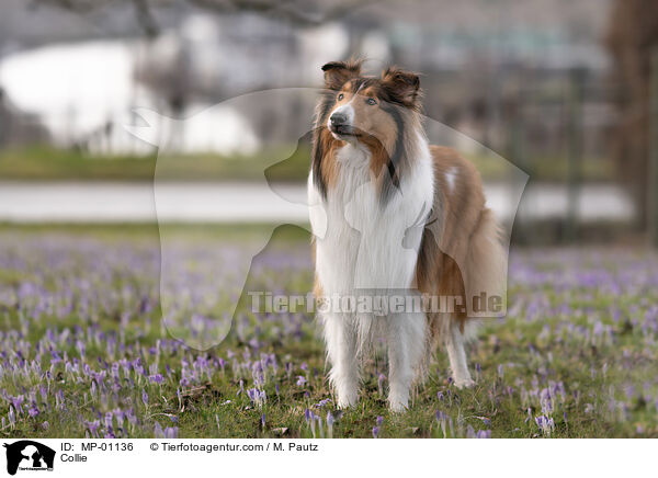 Collie / MP-01136