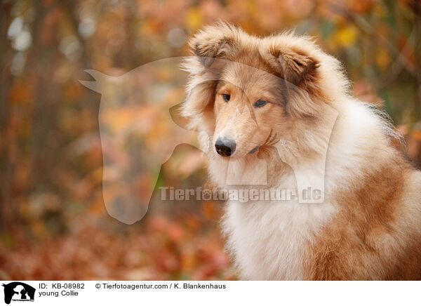 young Collie / KB-08982