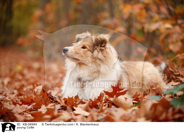 young Collie / KB-08984