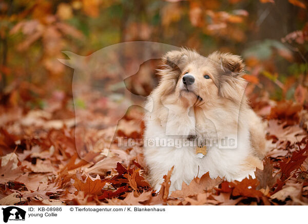 young Collie / KB-08986