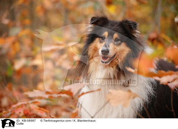 Collie / KB-08987