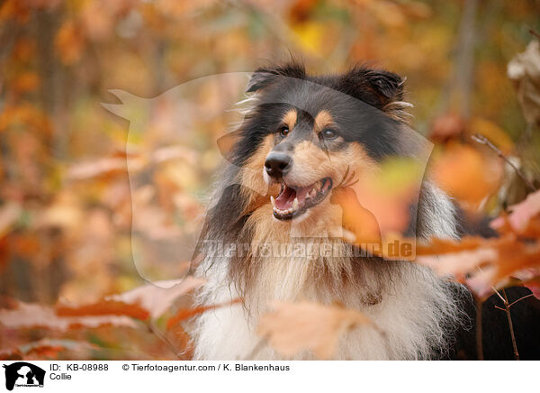 Collie / KB-08988