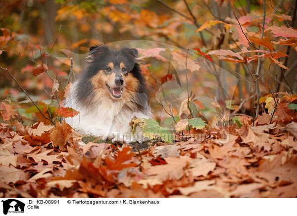 Collie / KB-08991