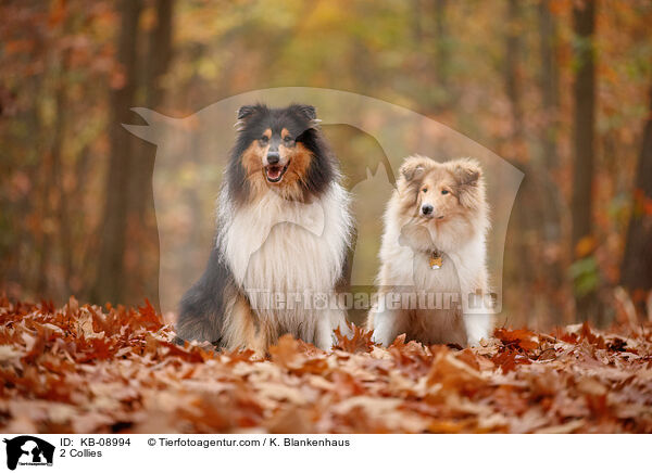 2 Collies / KB-08994