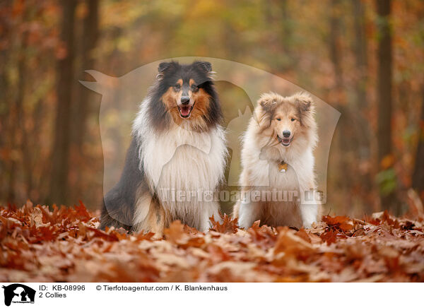 2 Collies / KB-08996