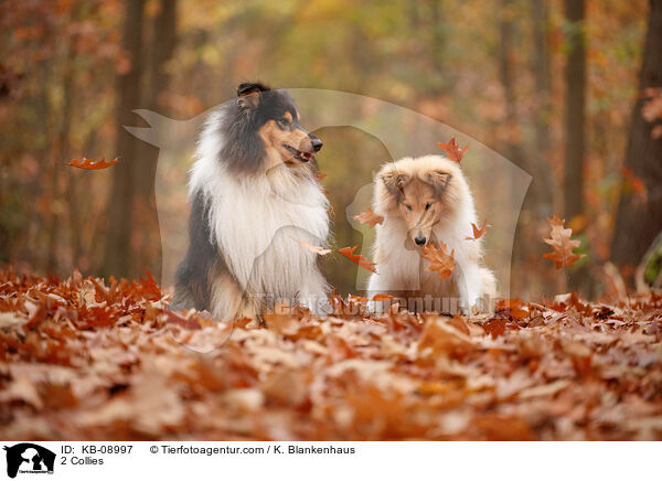 2 Collies / KB-08997