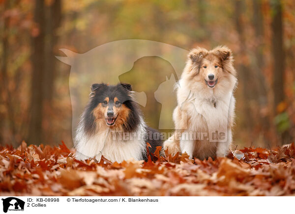 2 Collies / KB-08998