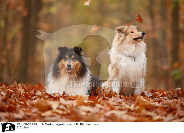 2 Collies / KB-08999