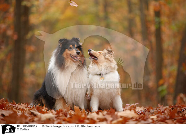 2 Collies / KB-09012