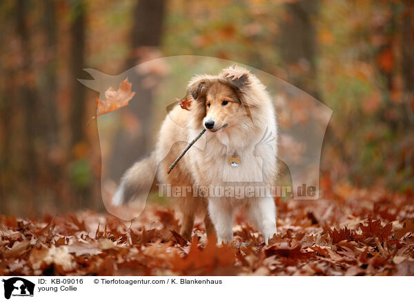 young Collie / KB-09016