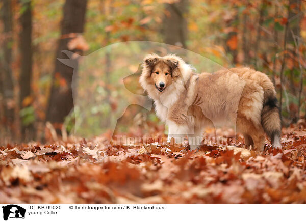 young Collie / KB-09020
