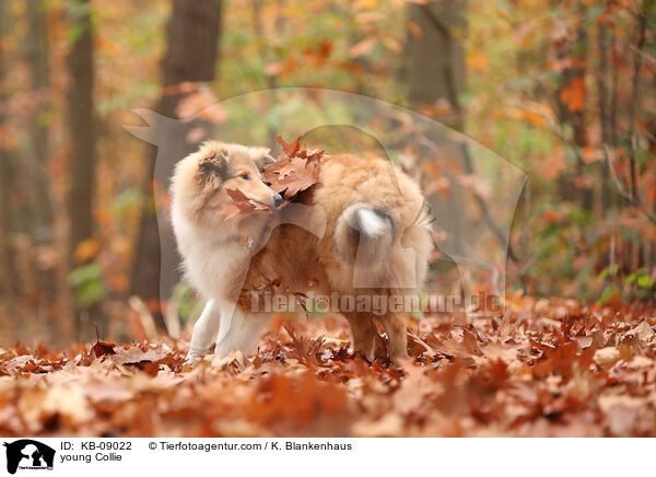 young Collie / KB-09022
