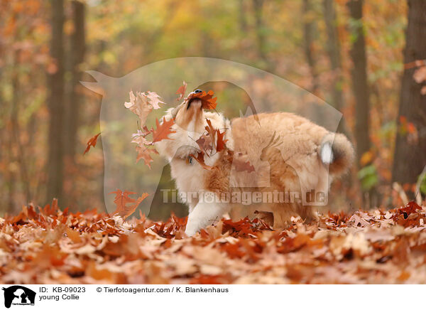 young Collie / KB-09023