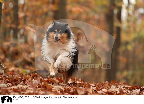 Collie / KB-09033