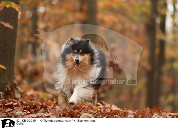 Collie / KB-09035