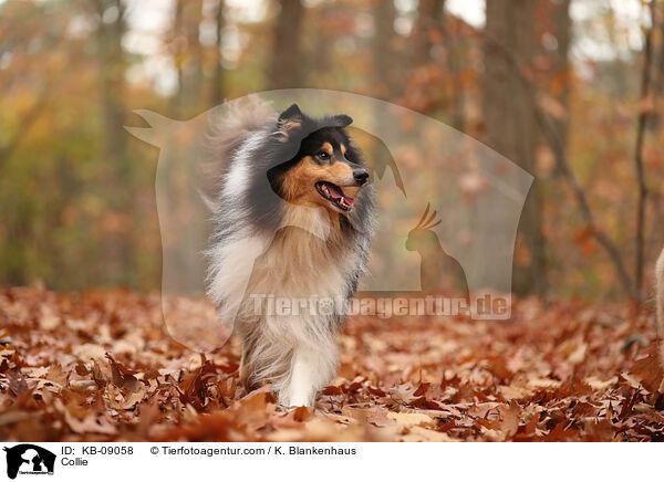 Collie / KB-09058