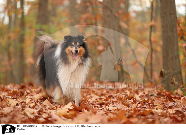 Collie / KB-09062