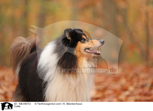 Collie / KB-09072