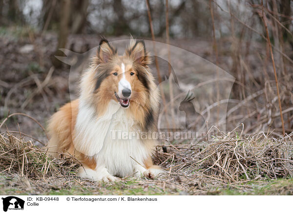 Collie / KB-09448