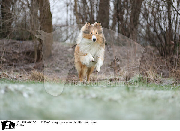 Collie / KB-09450