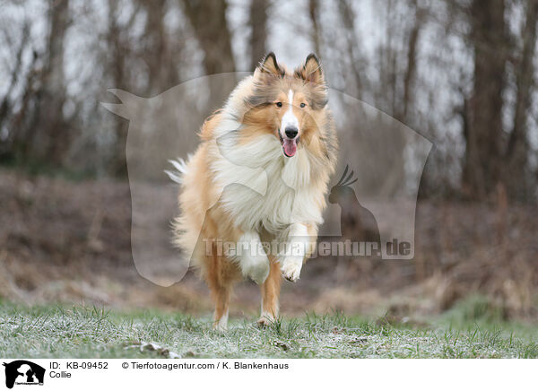 Collie / KB-09452