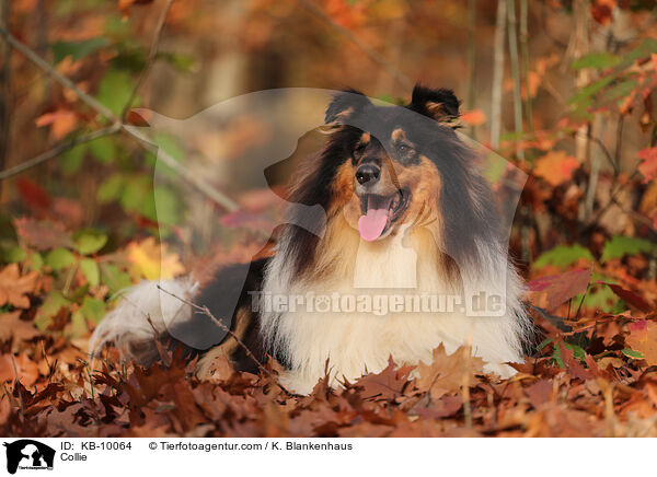 Collie / KB-10064