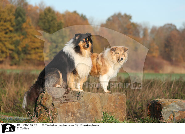 2 Collies / KB-10733