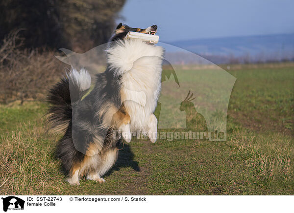 female Collie / SST-22743