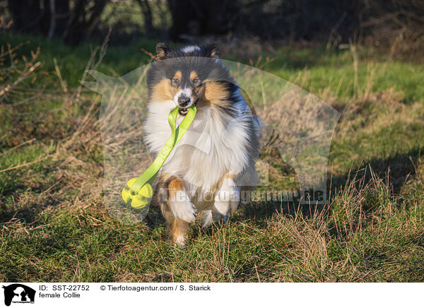 female Collie / SST-22752