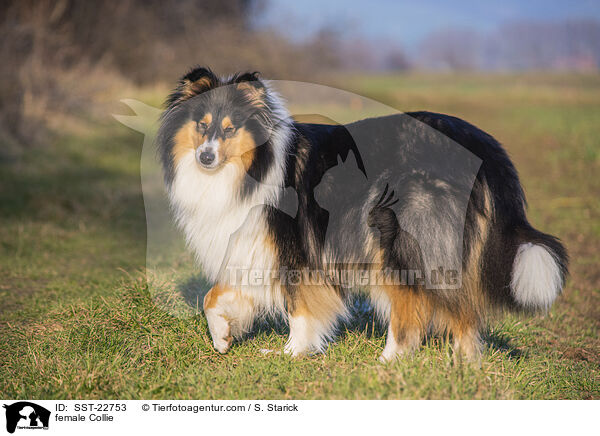 female Collie / SST-22753