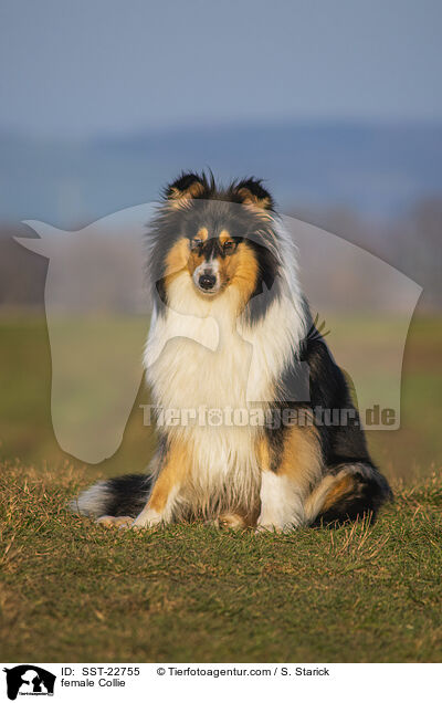 female Collie / SST-22755