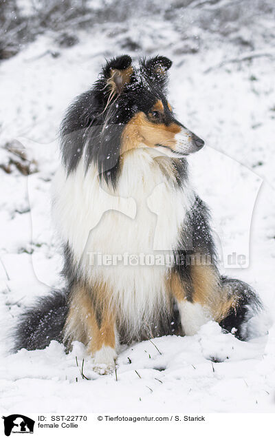female Collie / SST-22770