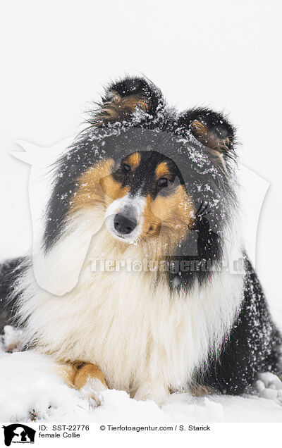 female Collie / SST-22776