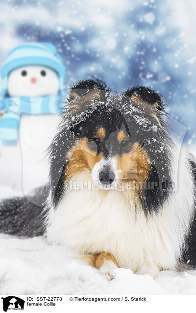 female Collie / SST-22778
