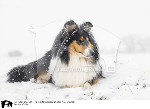 female Collie / SST-22780