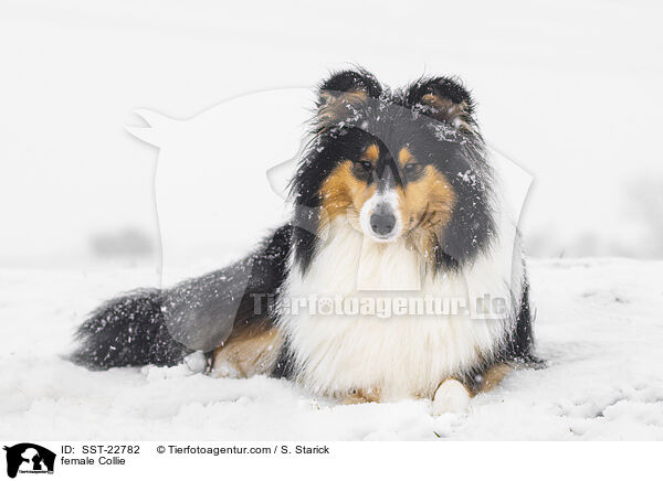 female Collie / SST-22782