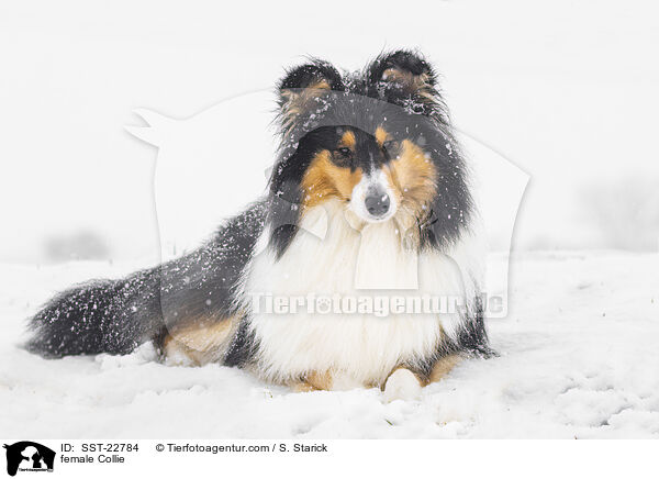 female Collie / SST-22784